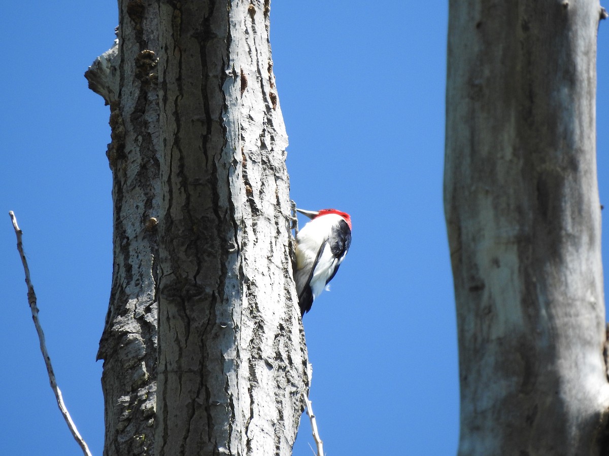Red-headed Woodpecker - ML618710435