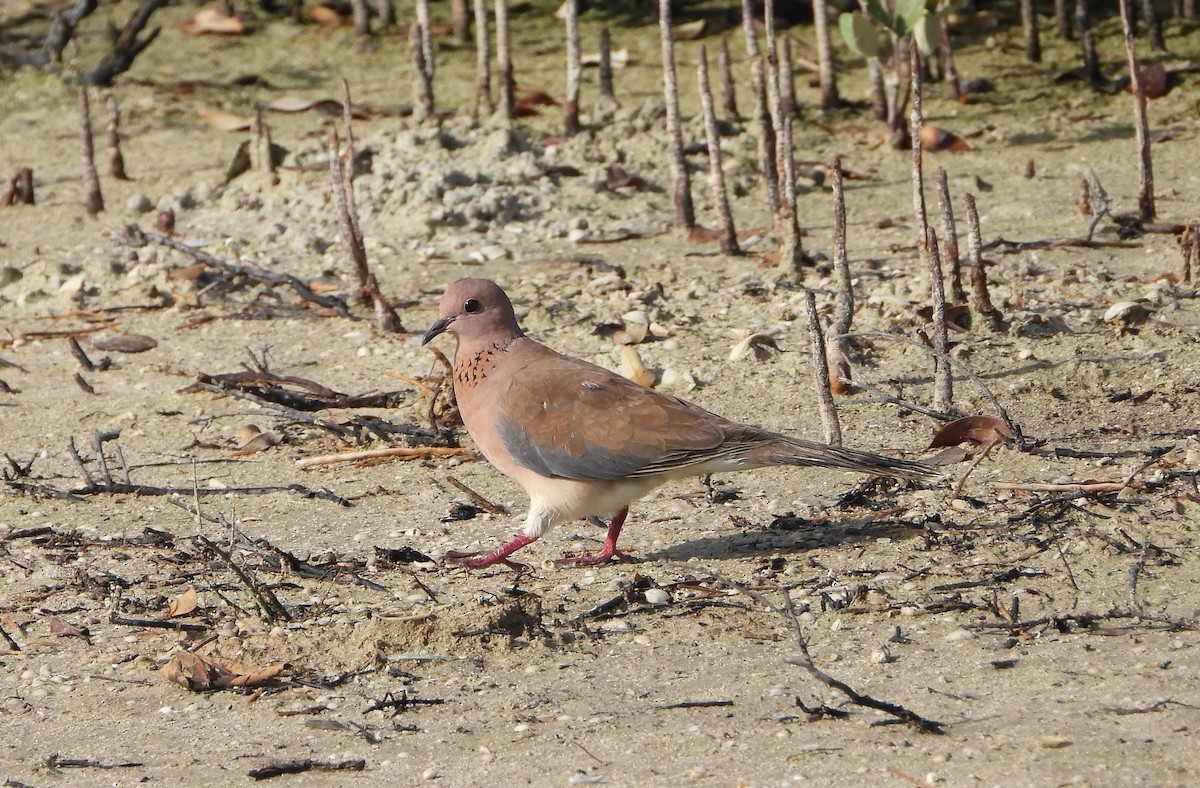Laughing Dove - ML618710443