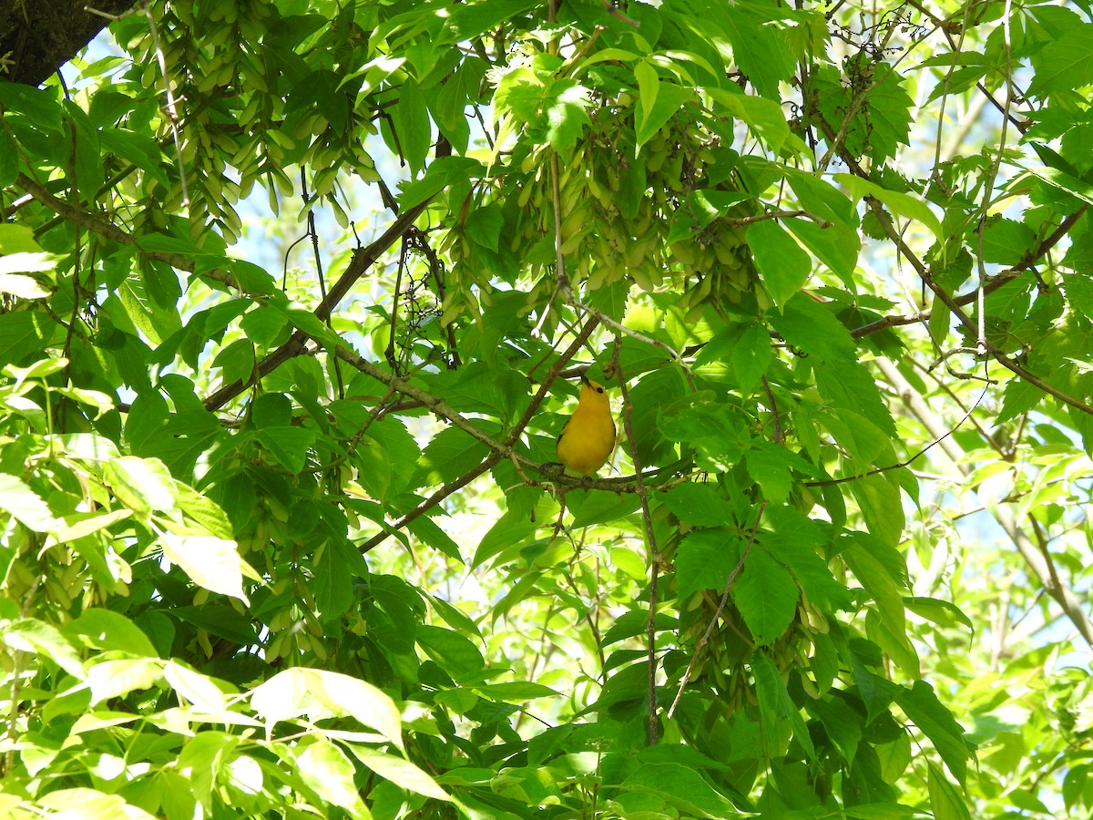 Prothonotary Warbler - ML618710472