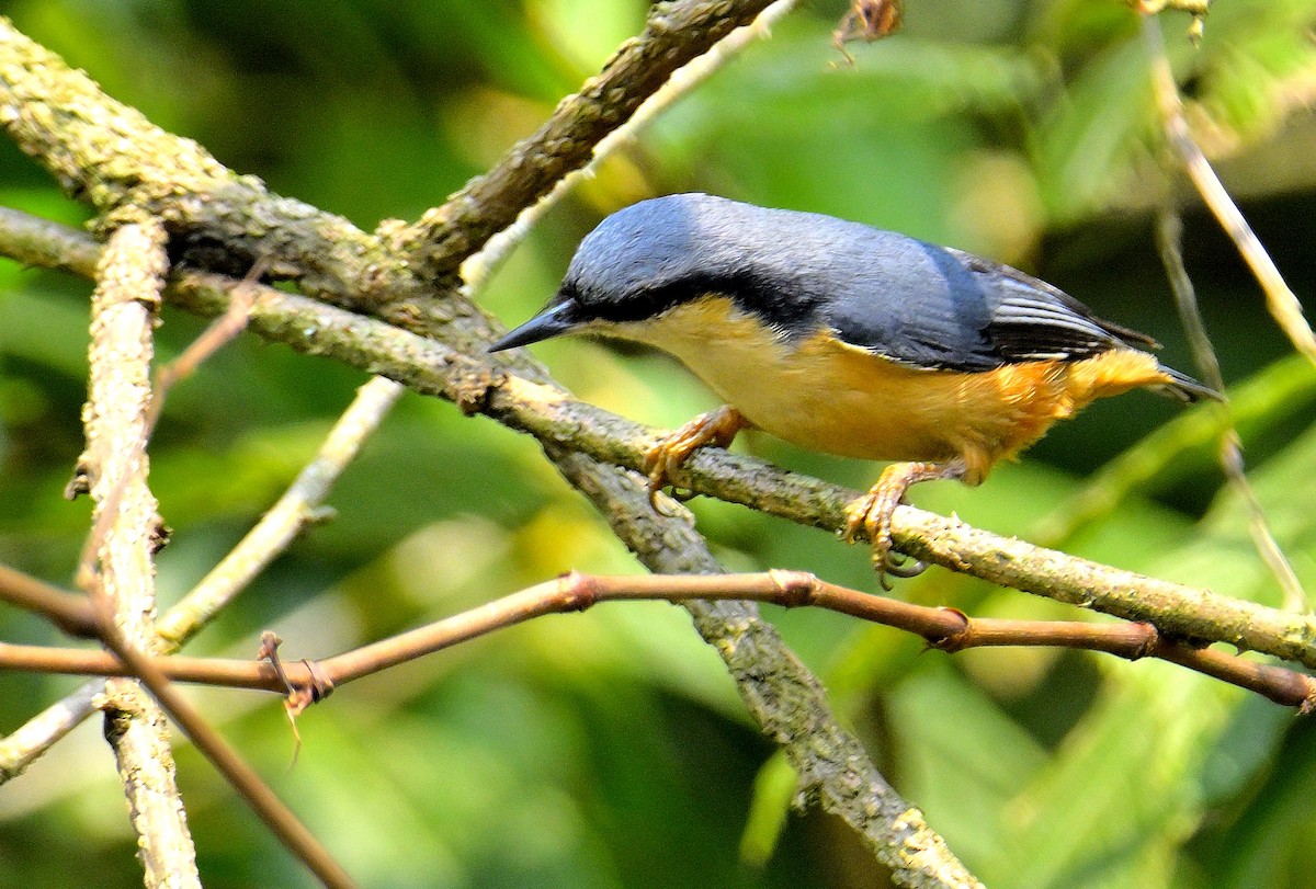 White-tailed Nuthatch - ML618710491