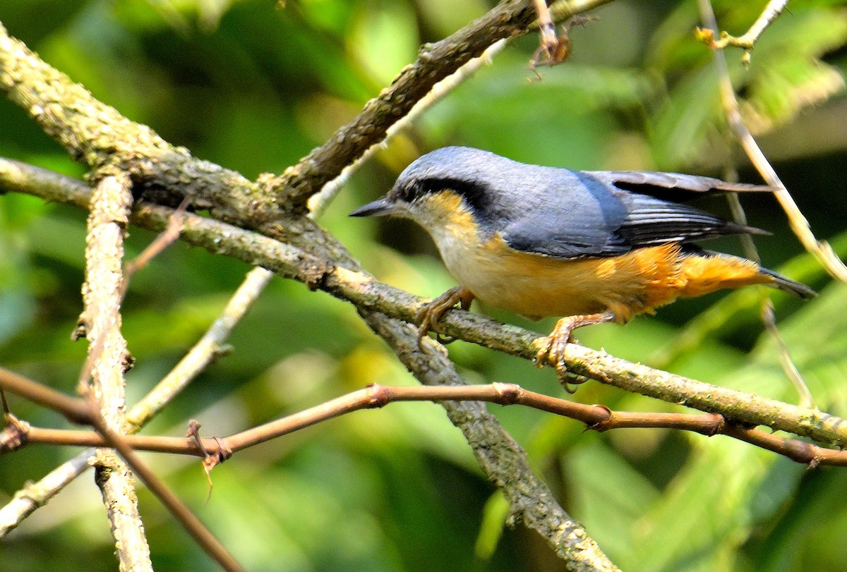 White-tailed Nuthatch - ML618710492