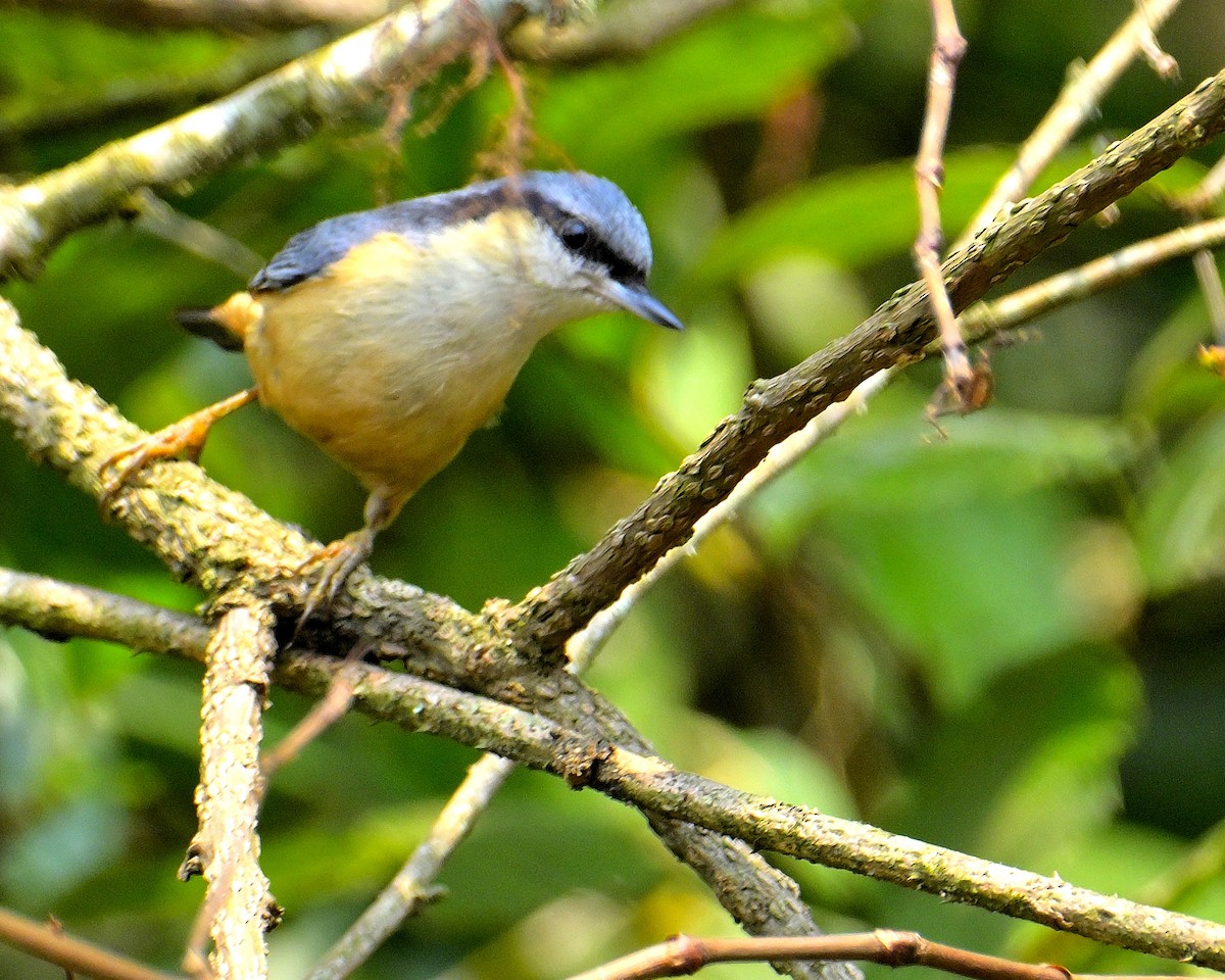 White-tailed Nuthatch - ML618710493