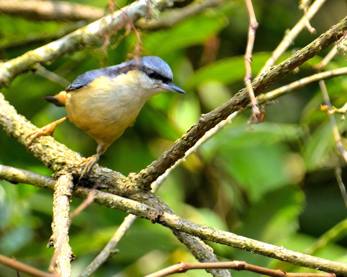 White-tailed Nuthatch - ML618710494
