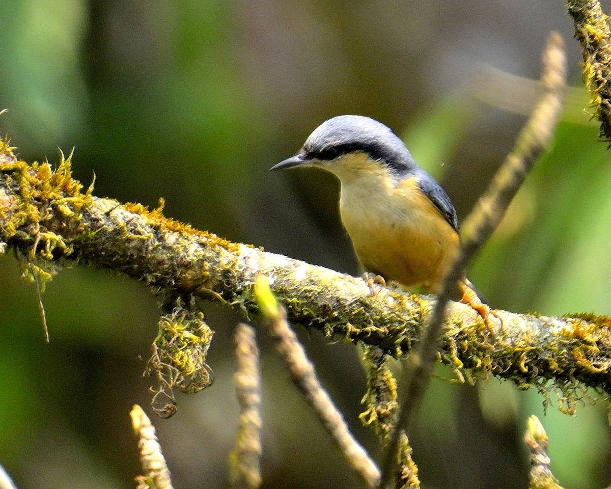 White-tailed Nuthatch - ML618710495