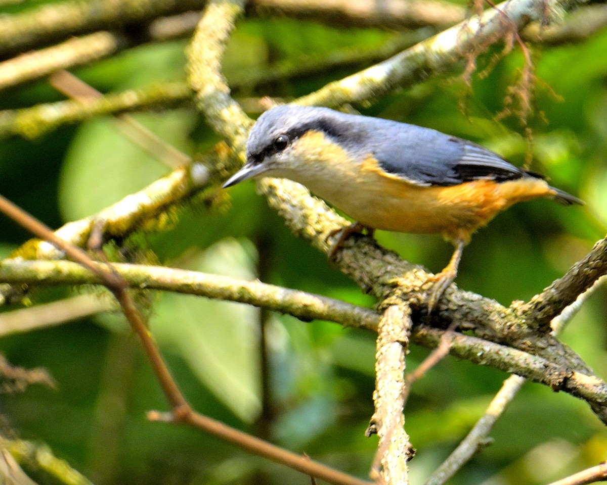 White-tailed Nuthatch - ML618710496