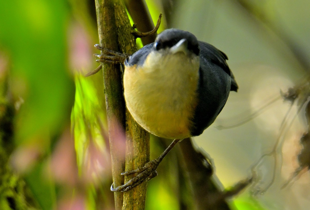 White-tailed Nuthatch - ML618710497