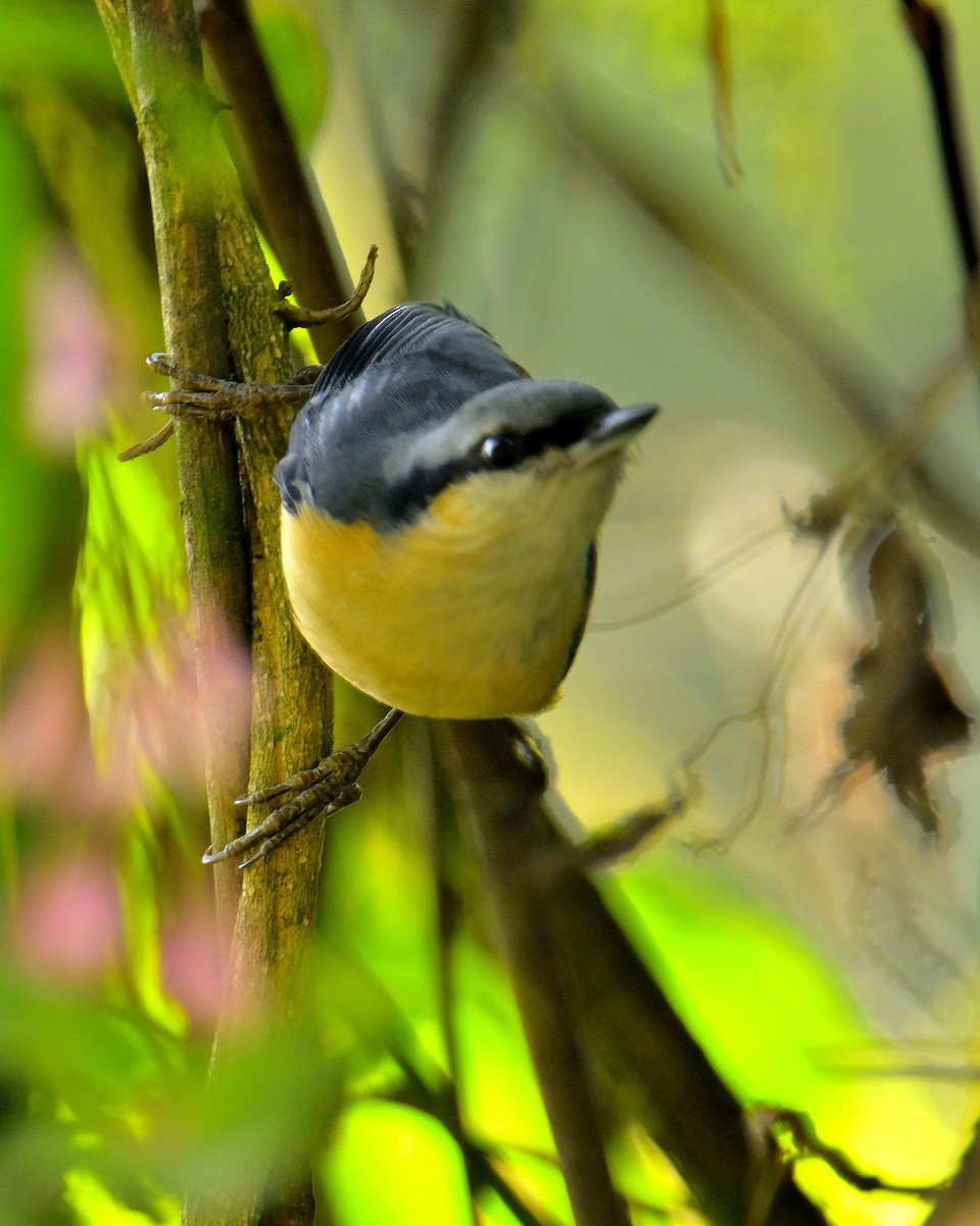 White-tailed Nuthatch - ML618710499