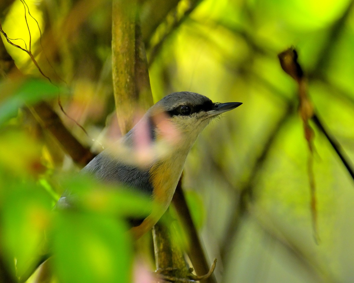 White-tailed Nuthatch - ML618710500