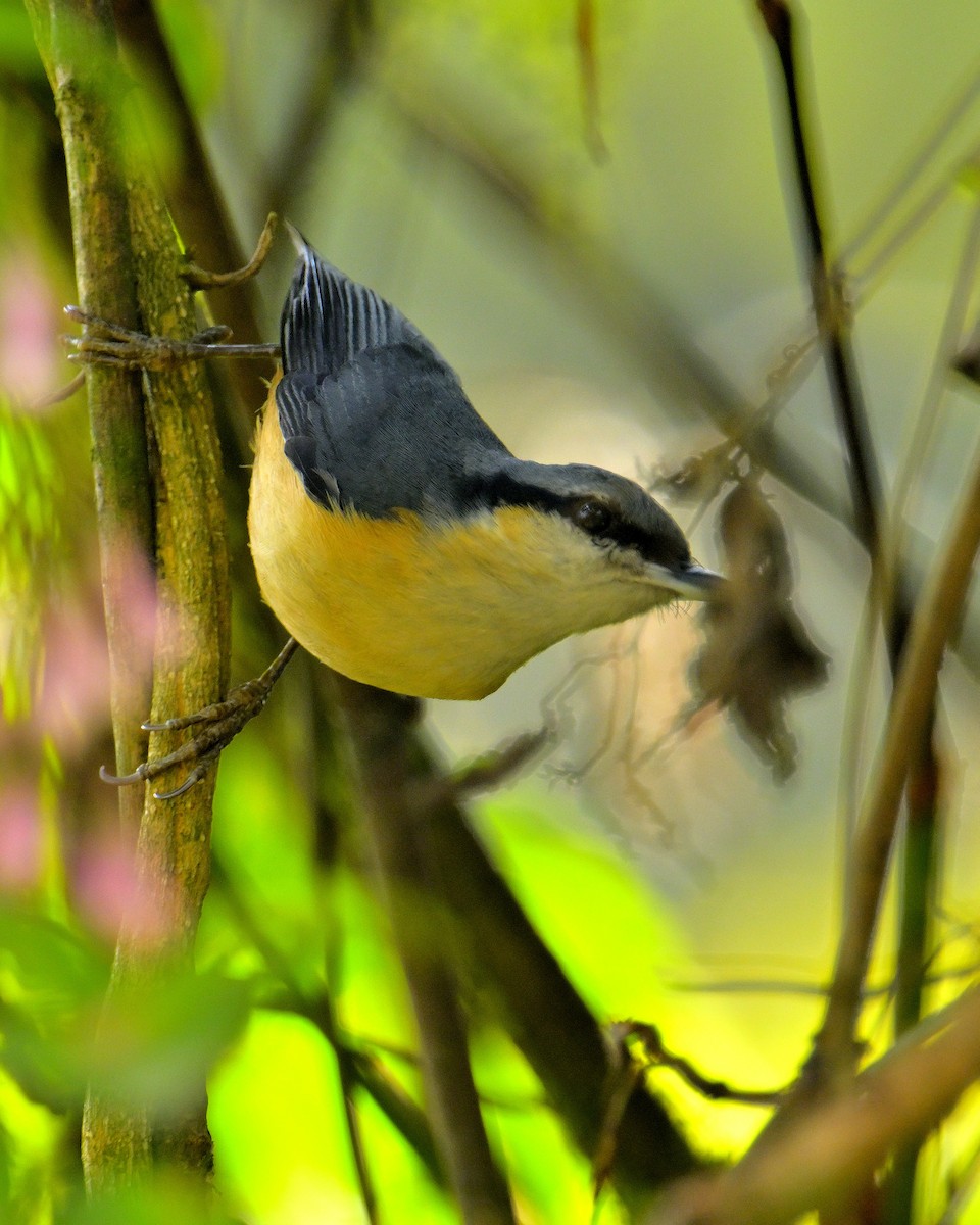 White-tailed Nuthatch - ML618710501