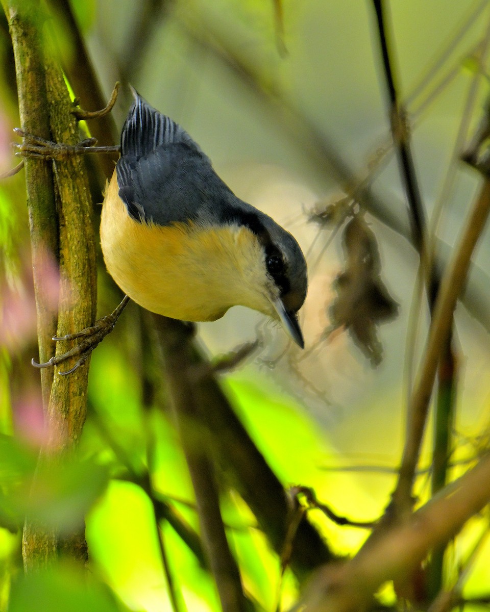 White-tailed Nuthatch - ML618710502