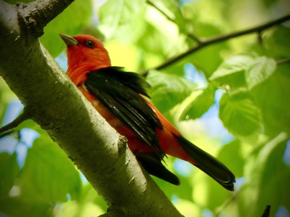 Scarlet Tanager - ML618710516
