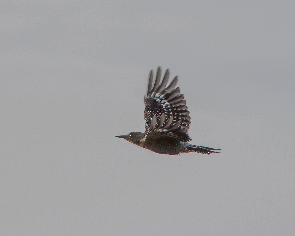 Gray-breasted Woodpecker - ML618710537