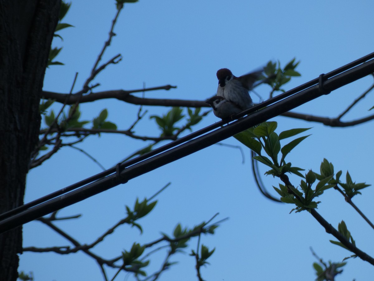 Eurasian Tree Sparrow - ML618710568