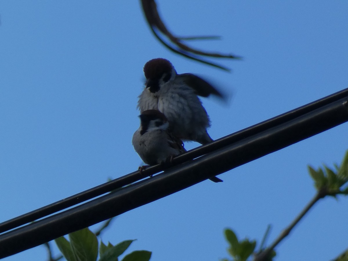 Eurasian Tree Sparrow - ML618710570