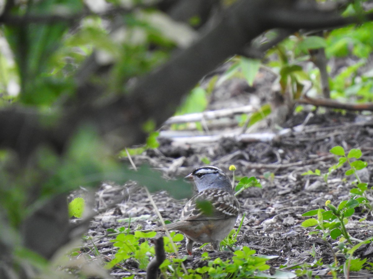 White-crowned Sparrow - ML618710611