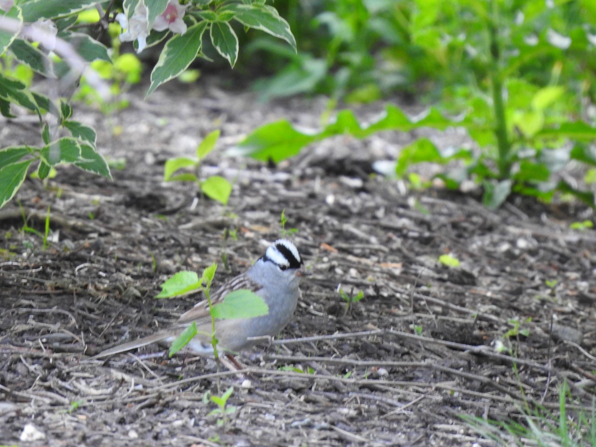 White-crowned Sparrow - Joe Sudomir
