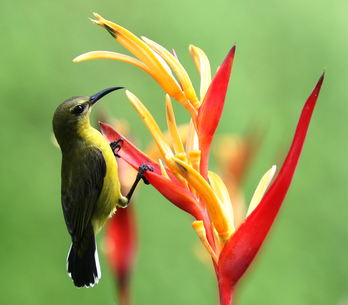 Ornate Sunbird - evonne muse