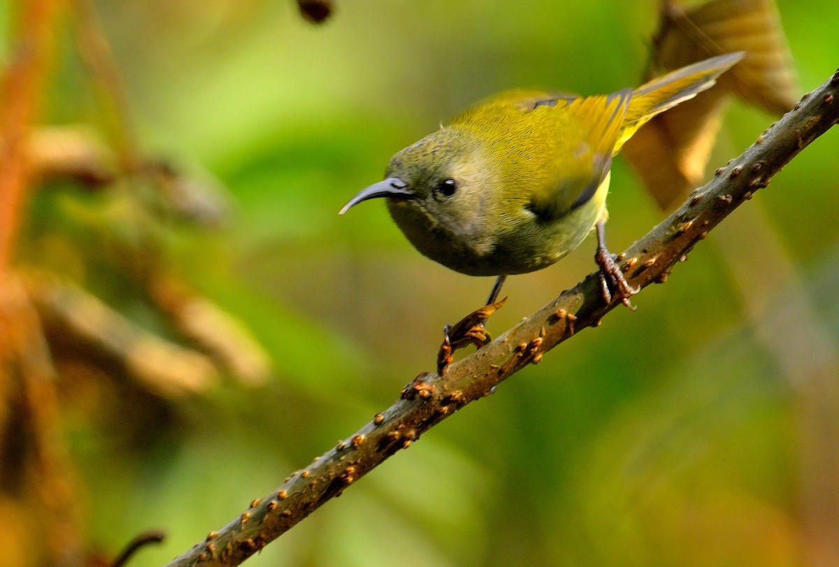 Green-tailed Sunbird - ML618710630