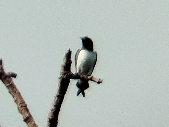 White-breasted Woodswallow - ML618710679