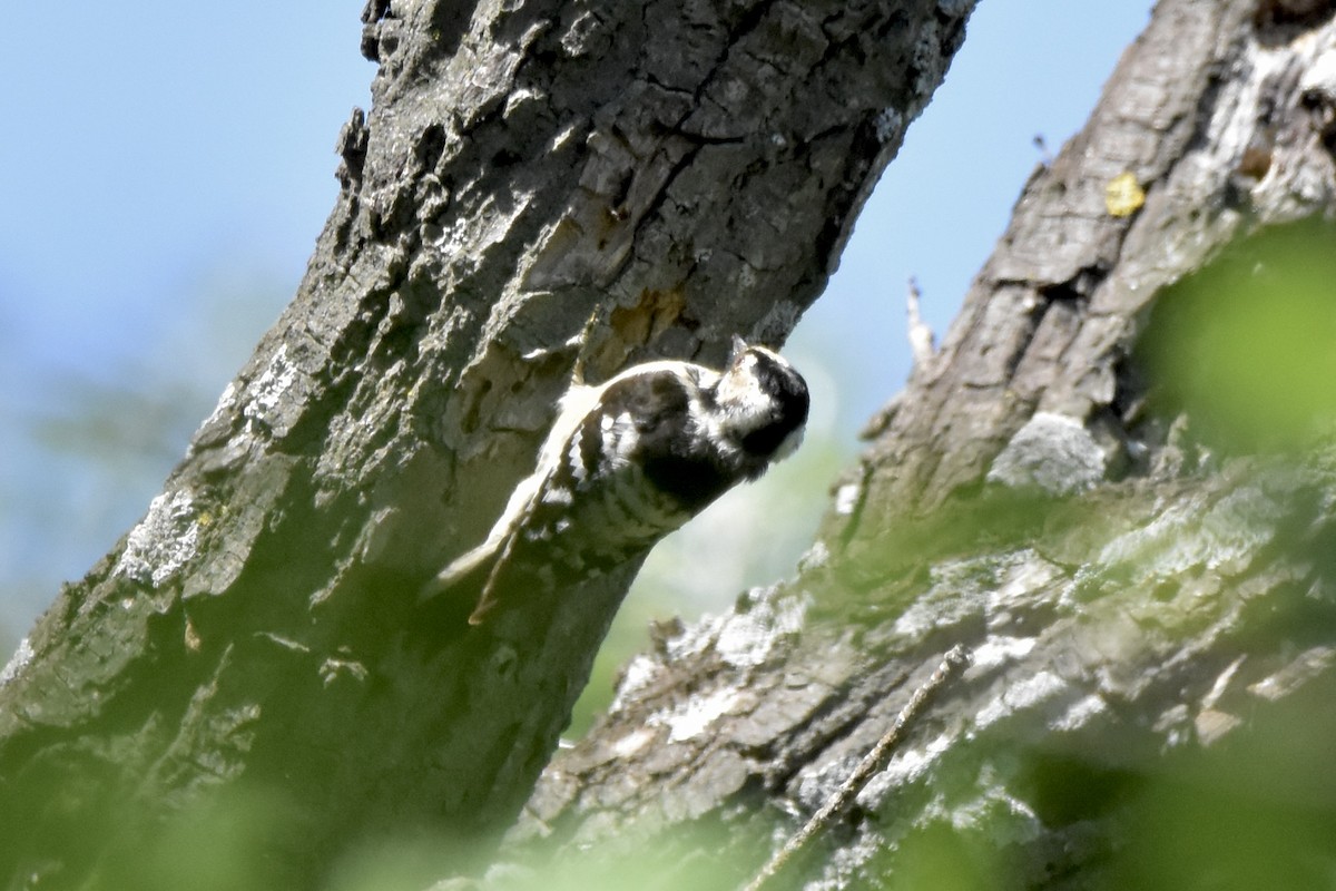 Lesser Spotted Woodpecker - ML618710680