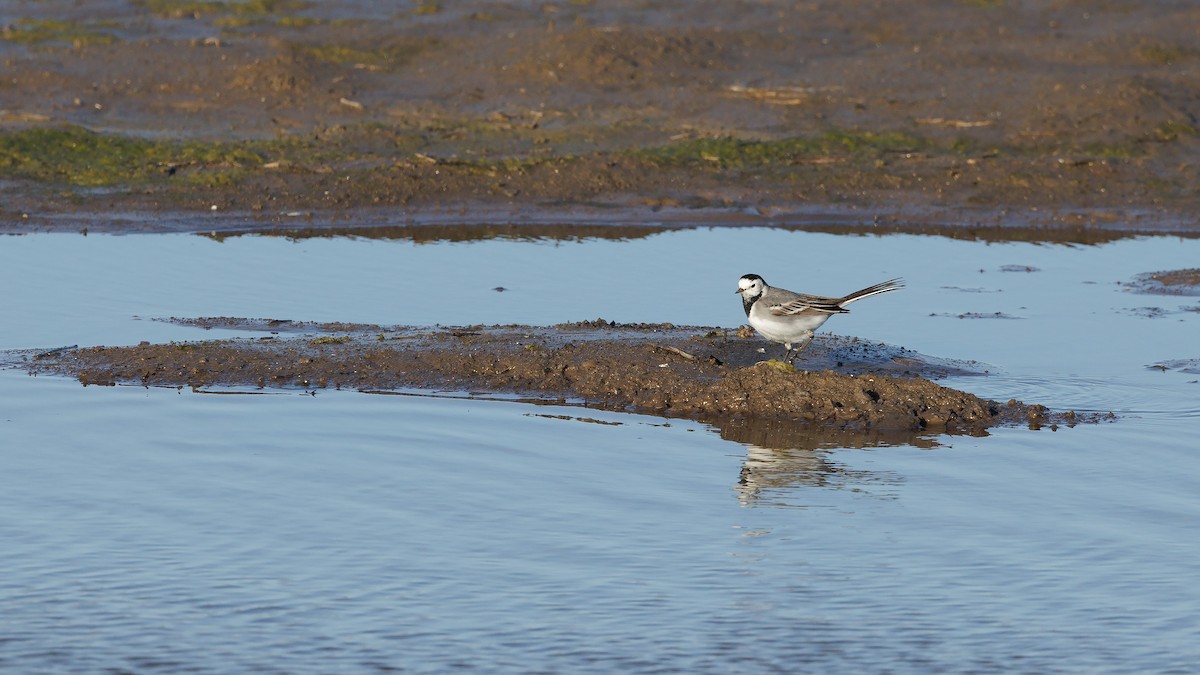 White Wagtail (White-faced) - ML618710686