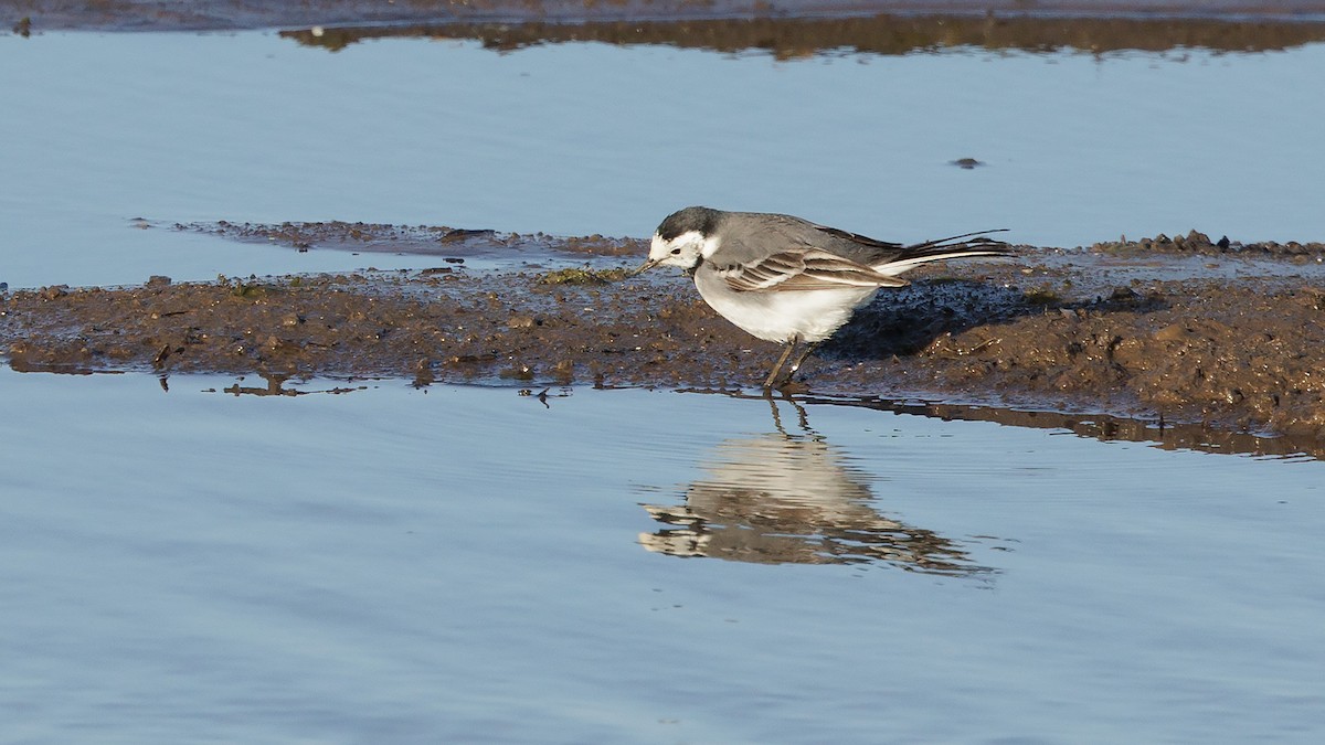 White Wagtail (White-faced) - ML618710690