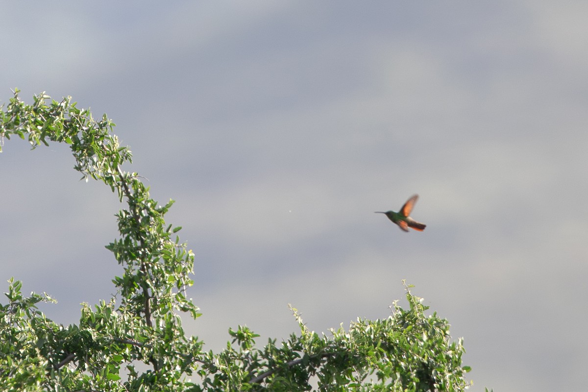 kolibřík mexický - ML618710697