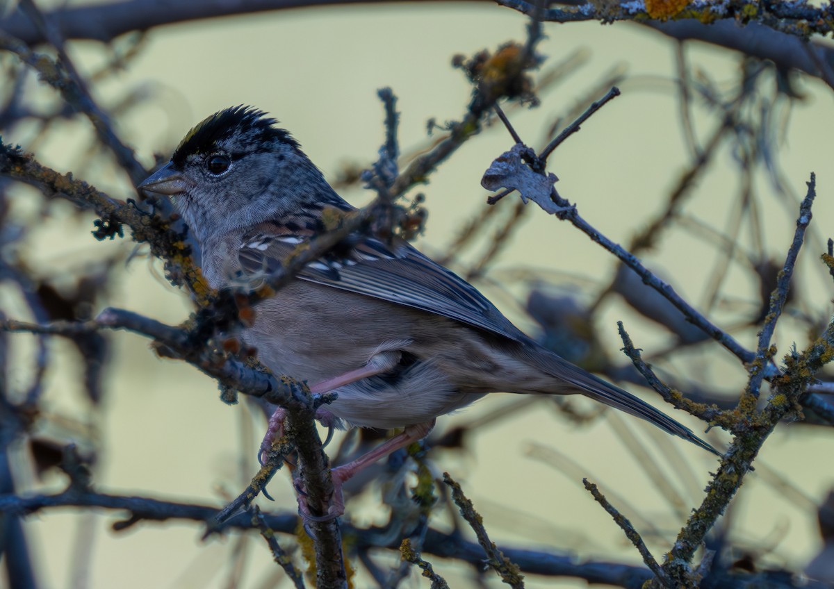 Golden-crowned Sparrow - Richard Moss