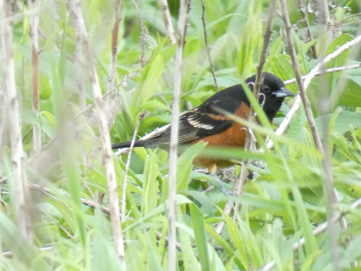 Orchard Oriole - ML618710719