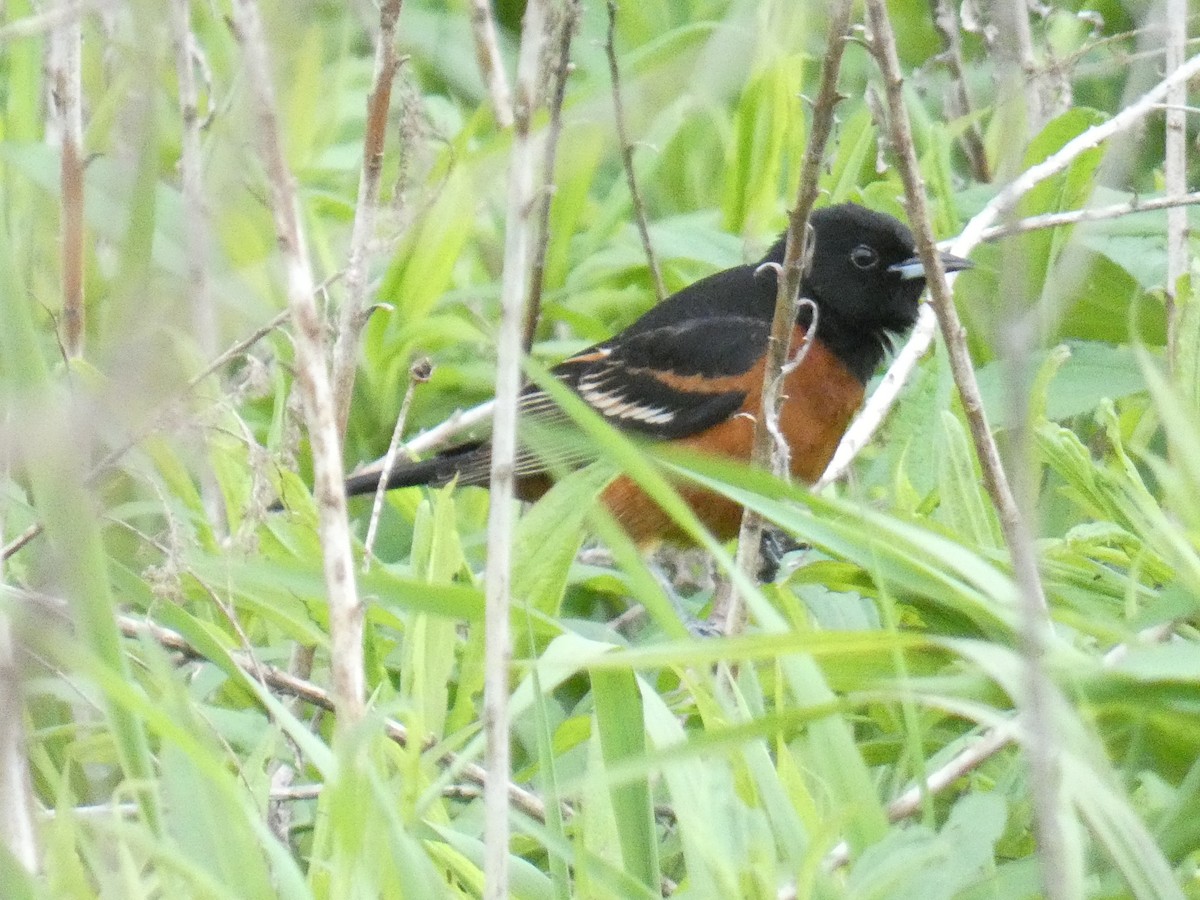 Orchard Oriole - ML618710720