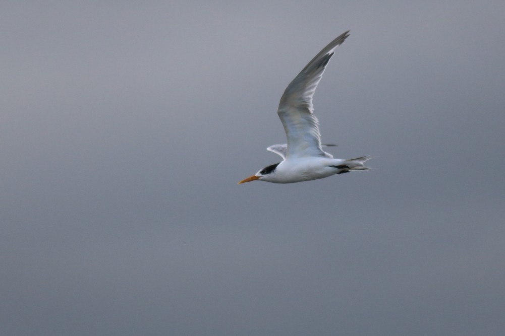 Great Crested Tern - ML618710734