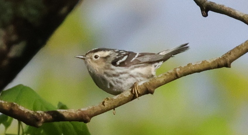 Black-and-white Warbler - ML618710736