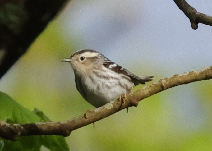 Black-and-white Warbler - ML618710737