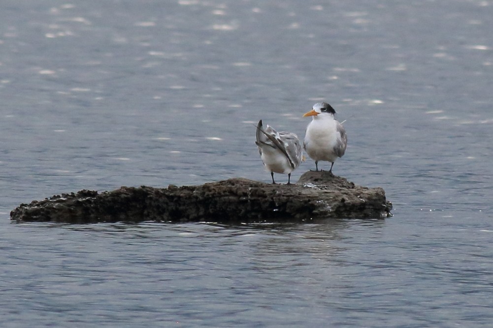 Great Crested Tern - ML618710742
