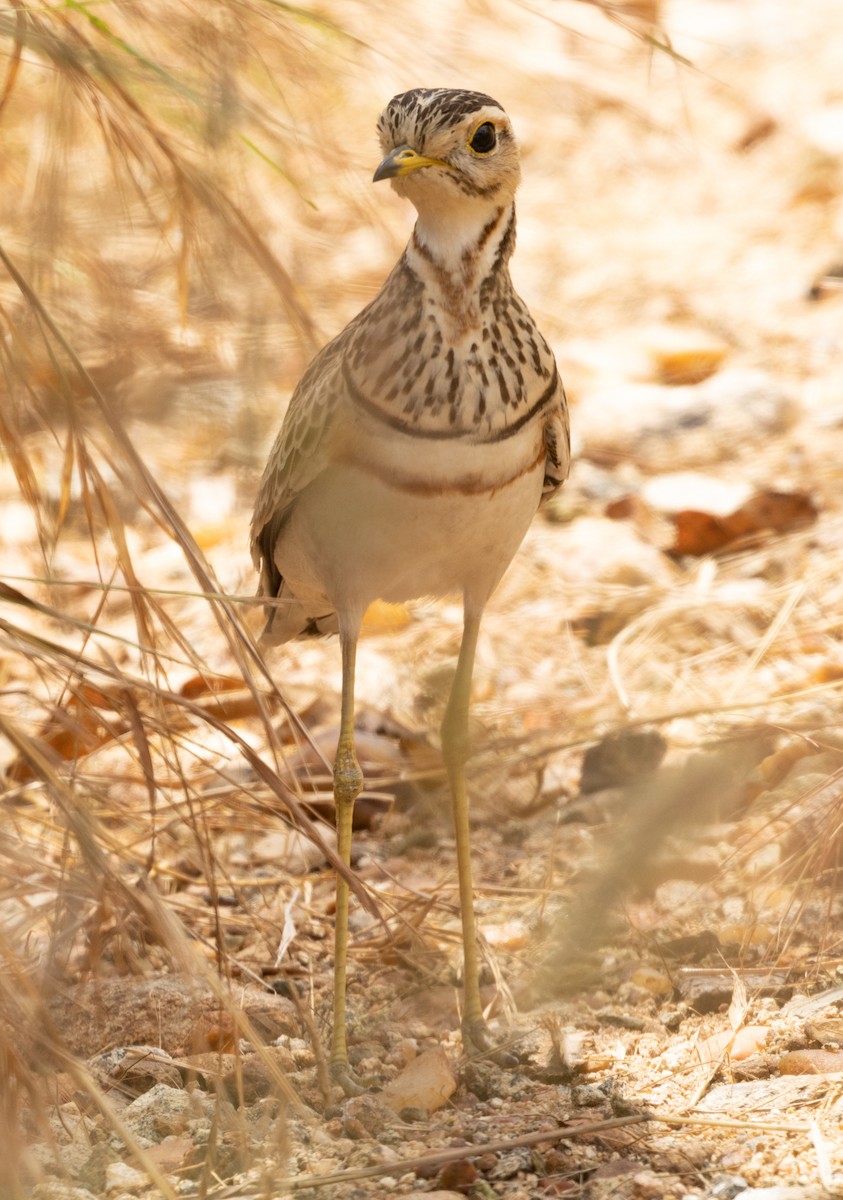 Three-banded Courser - ML618710748