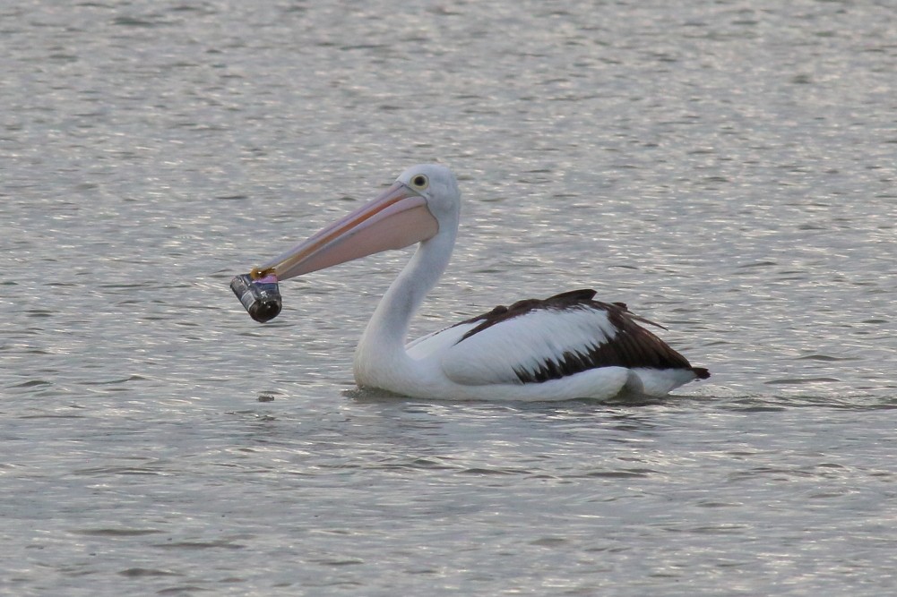 pelikán australský - ML618710772