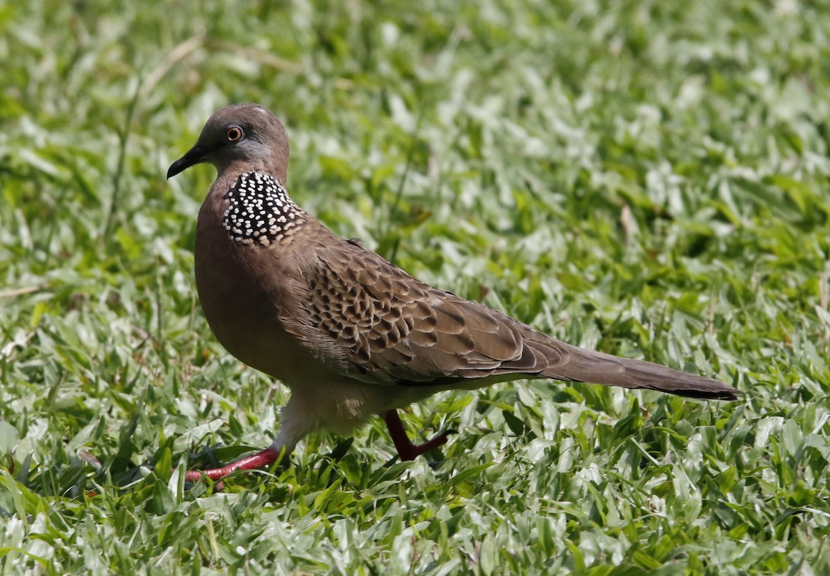 Spotted Dove - ML618710783