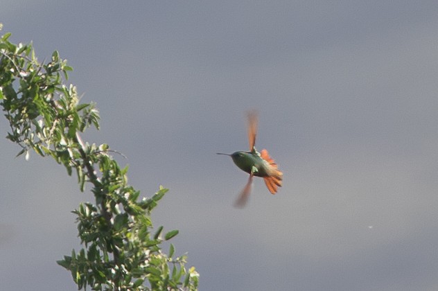 Berylline Hummingbird - Per Smith