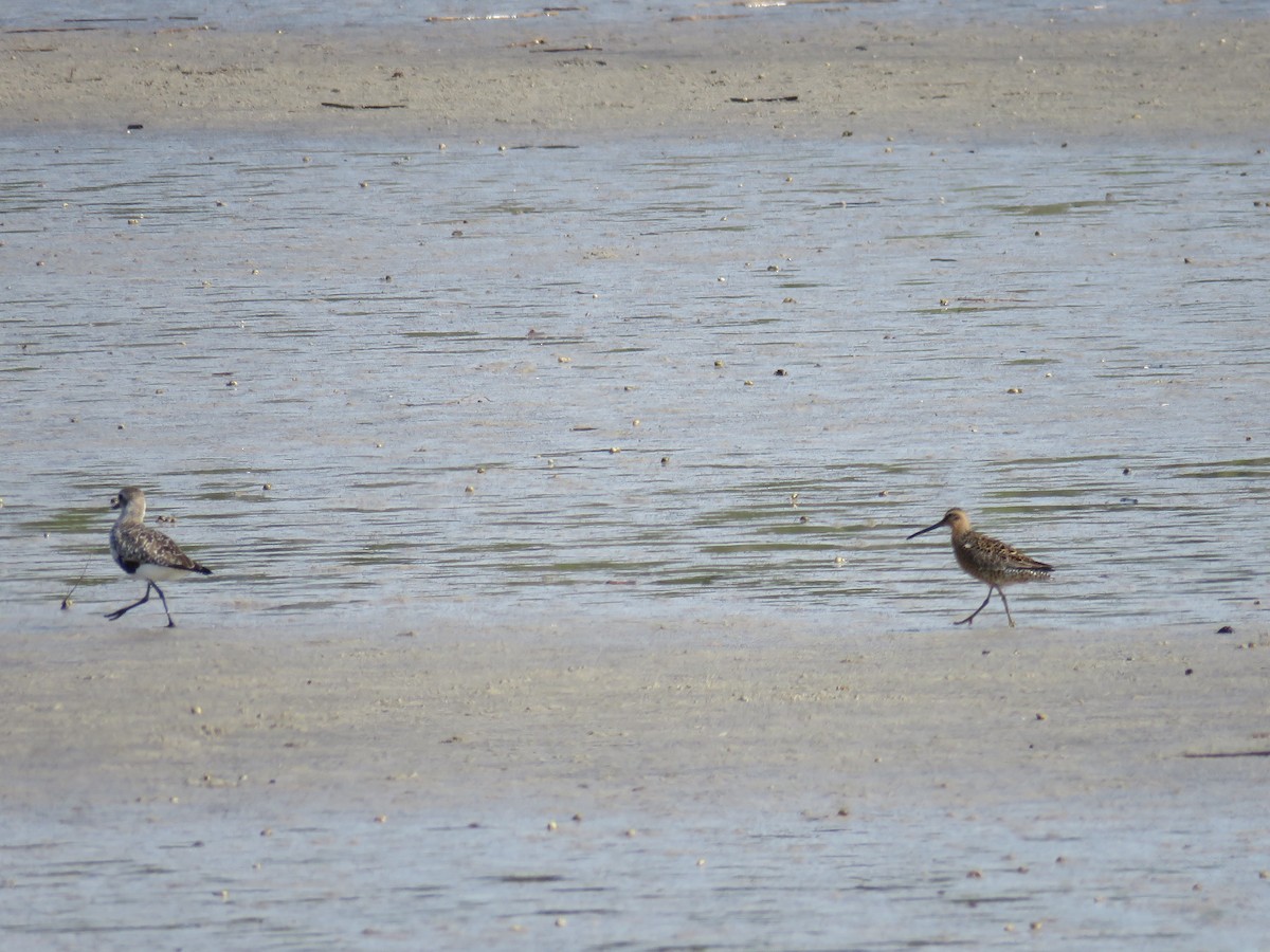 Long-billed Dowitcher - ML618710833