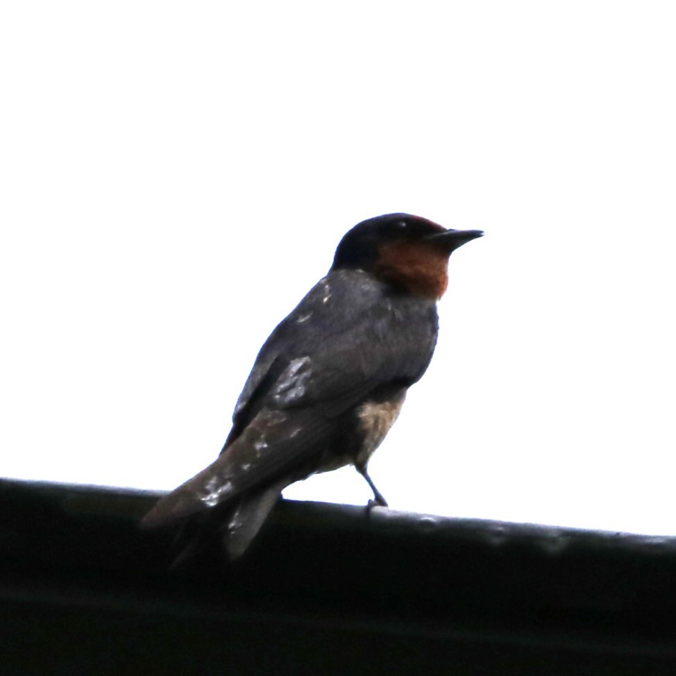 Pacific Swallow - ML618710852
