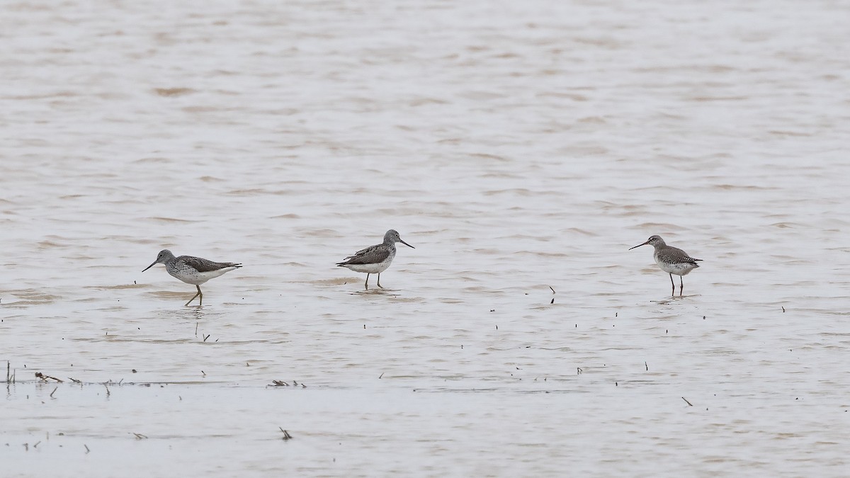 Spotted Redshank - ML618710862