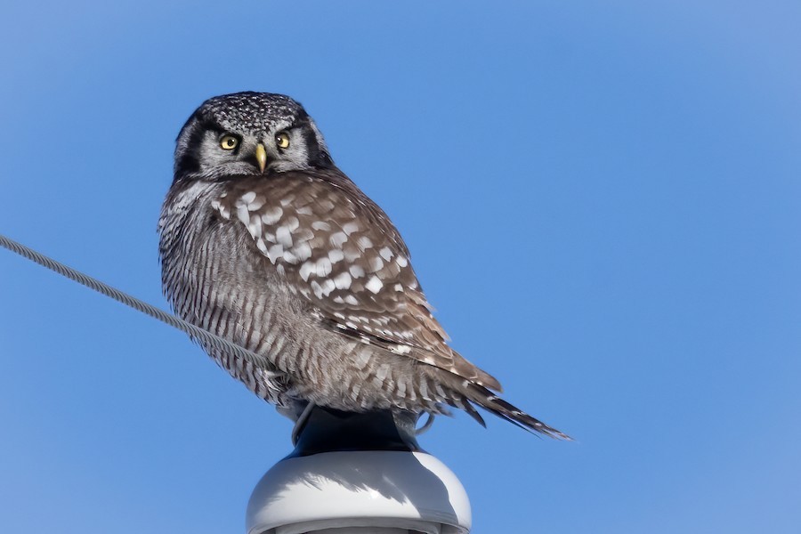 Northern Hawk Owl - ML618710868