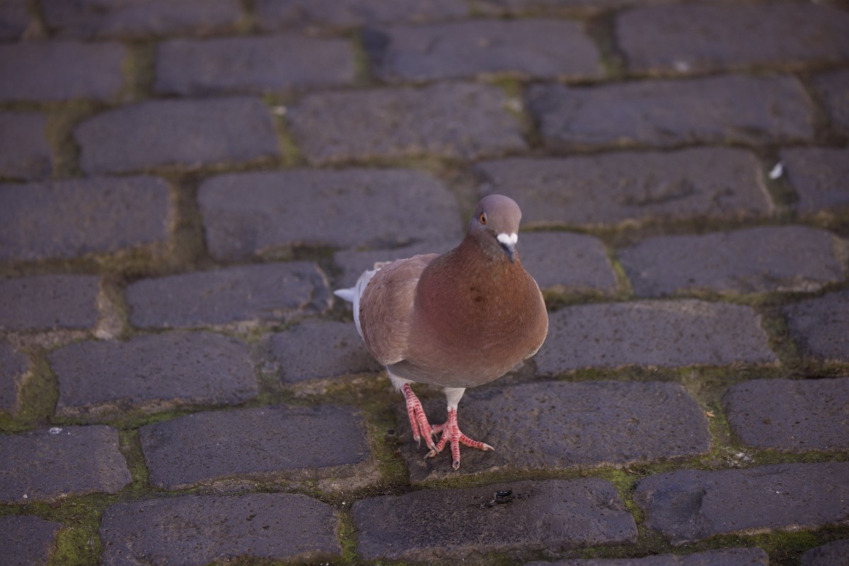 Rock Pigeon (Feral Pigeon) - ML618710901