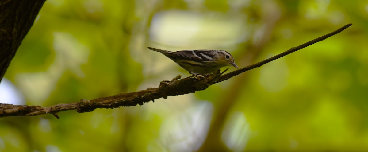 Black-and-white Warbler - ML618710943