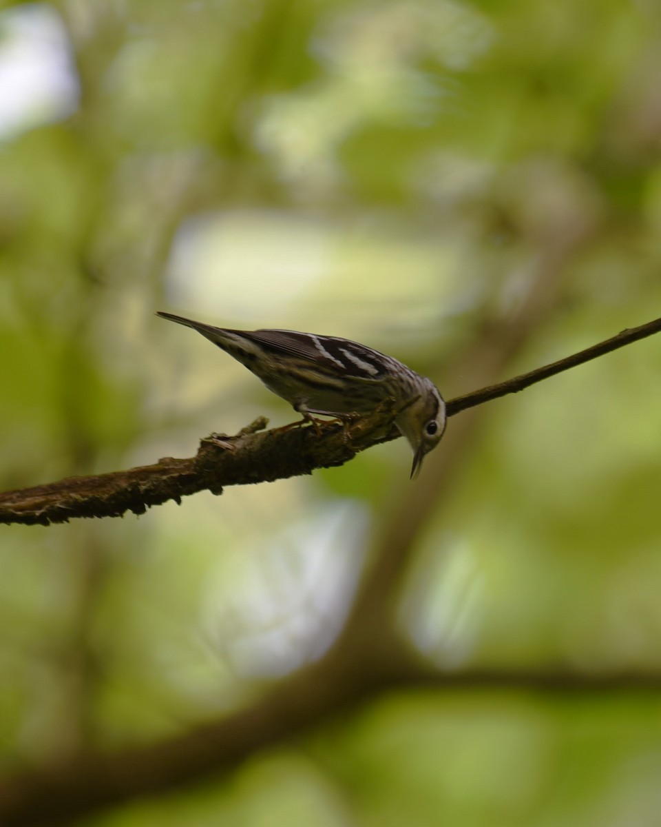 Black-and-white Warbler - ML618710944