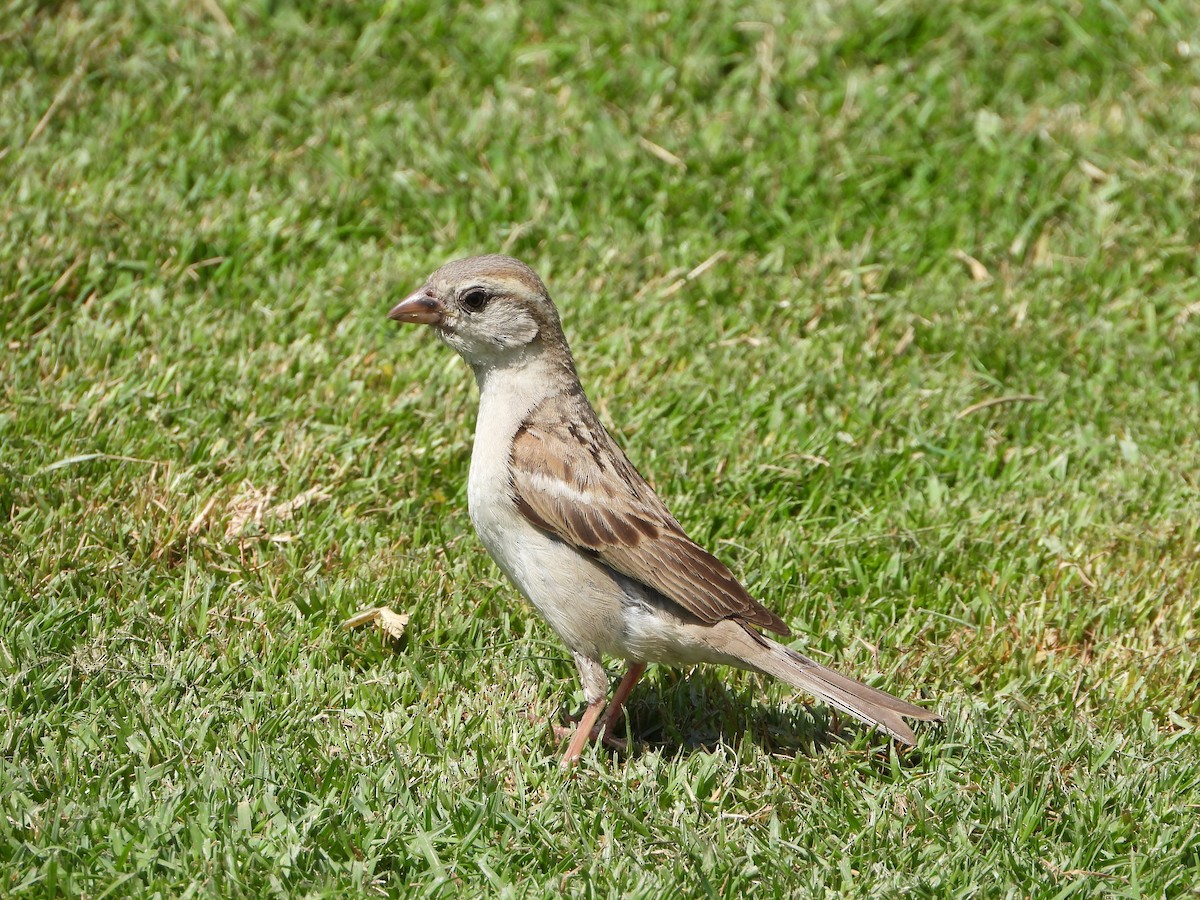 House Sparrow (Indian) - ML618710963
