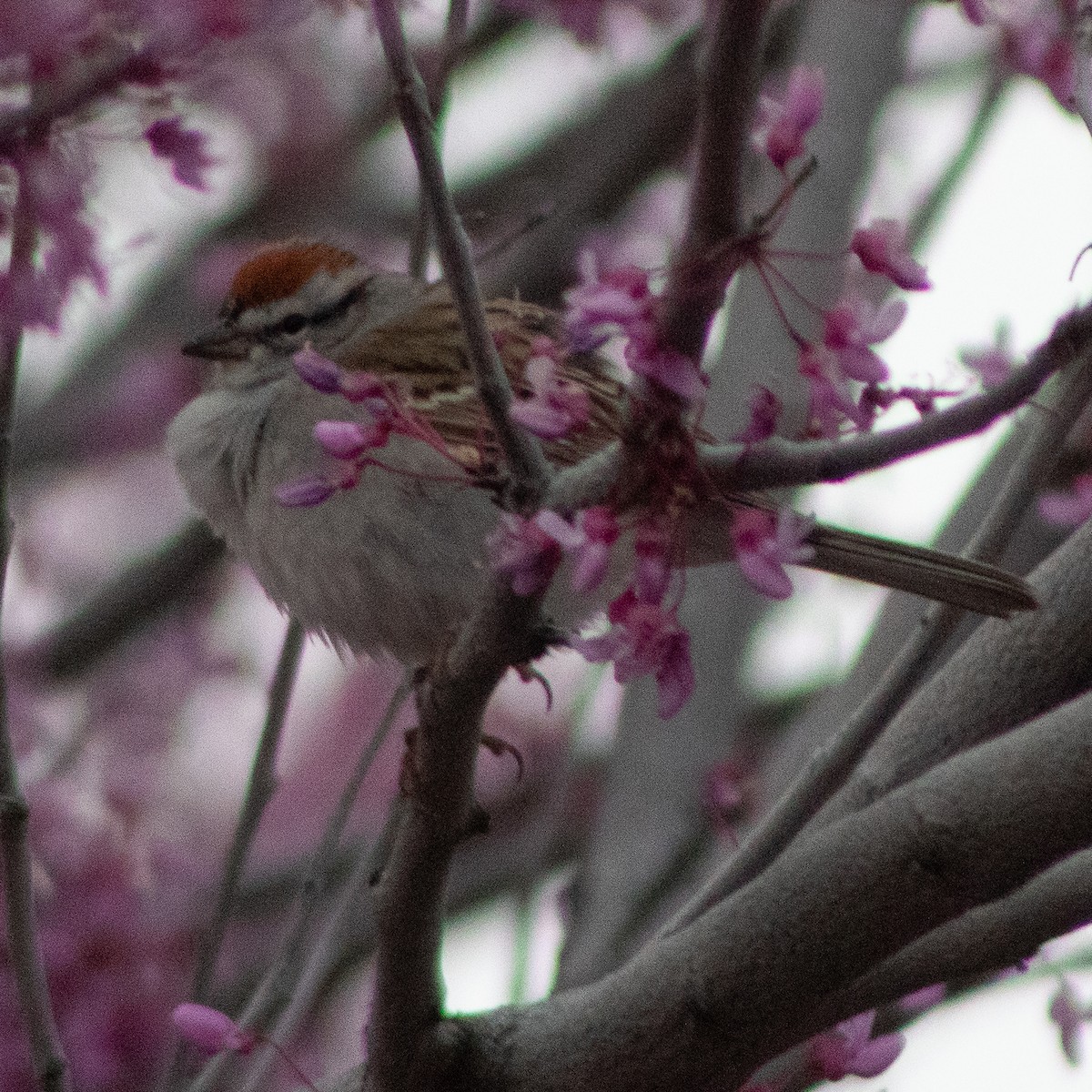Chipping Sparrow - ML618710971