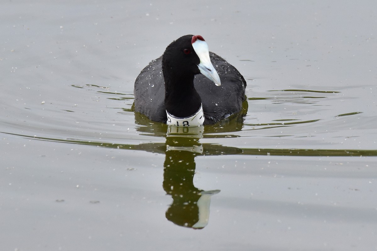 Red-knobbed Coot - ML618710972