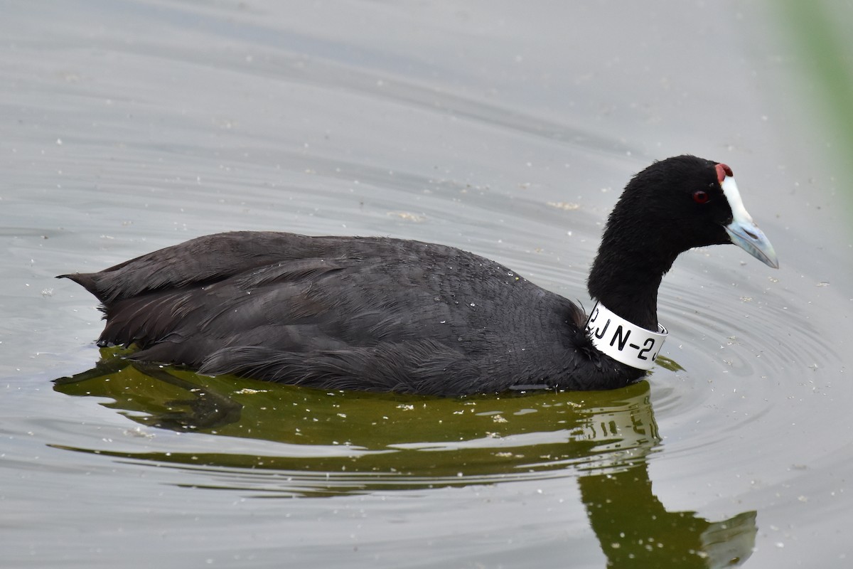Red-knobbed Coot - ML618710974