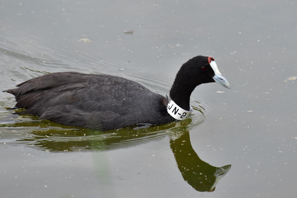Red-knobbed Coot - ML618710976